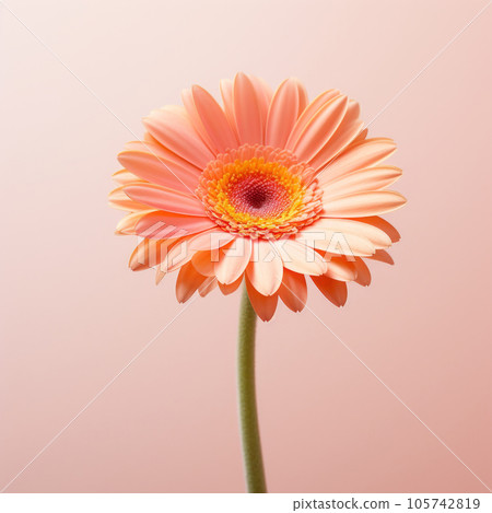 Gerbera flower on a pastel background. Minimalism. Mockup. Gerbera flower on a pastel background. Minimalism. Mockup. 105742819