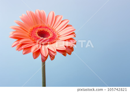 Gerbera flower on a pastel background. Minimalism. Mockup. 105742821