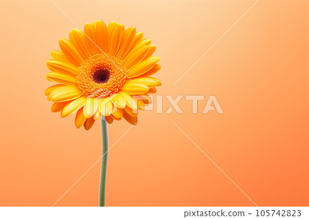 Gerbera flower on a pastel background. Minimalism. Mockup. Gerbera flower on a pastel background. Minimalism. Mockup. 105742823