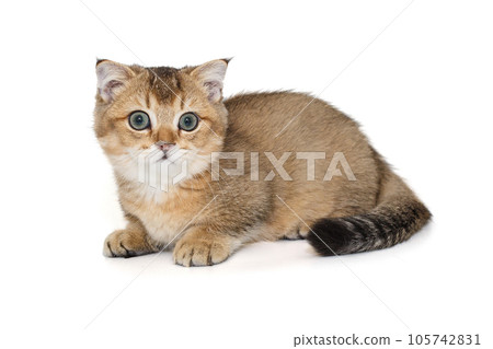 Young, beautiful Scottish kitten Young, beautiful Scottish kitten 105742831