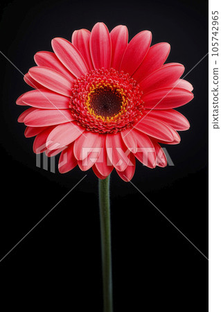 A bright gerbera flower on a black background. Minimalism. Mockup. A bright gerbera flower on a black background. Minimalism. Mockup. 105742965