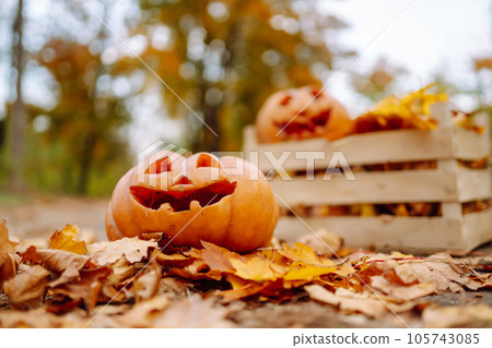 Traditional pumpkin as jack o'lantern, autumn fallen leaves lie on the park. Halloween greeting card 105743085