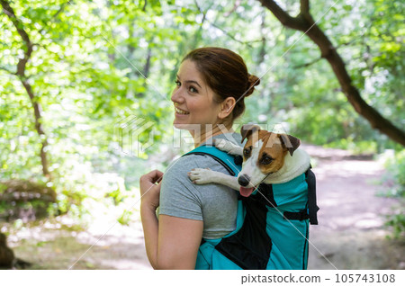 Caucasian woman walking outdoors with dog jack russell terrier in a special backpack.  105743108