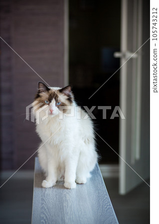 Young beautiful purebred Ragdoll cat at home 105743212