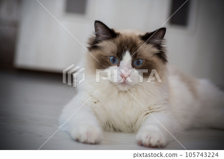 Young beautiful purebred Ragdoll cat at home Young beautiful purebred Ragdoll cat at home 105743224