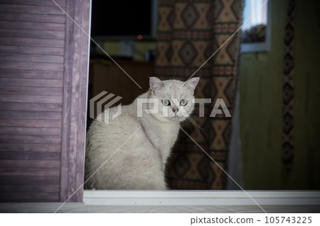 adult cat pedigree Scottish chinchilla straight ears 105743225