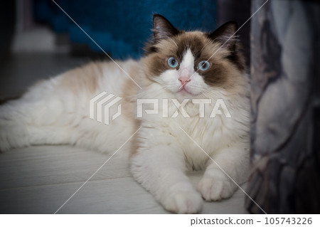 Young beautiful purebred Ragdoll cat at home 105743226