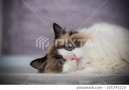 Young beautiful purebred Ragdoll cat at home 105743228
