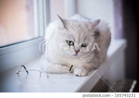 adult cat pedigree Scottish chinchilla straight ears 105743231