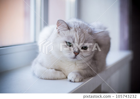 adult cat pedigree Scottish chinchilla straight ears 105743232