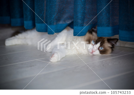 Young beautiful purebred Ragdoll cat at home 105743233