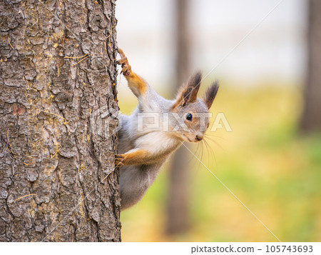 Portrait of a squirrel on a tree trunk 105743693