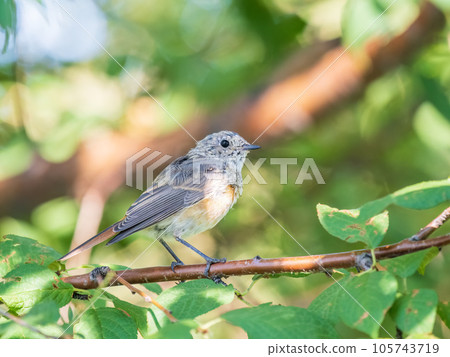 The common redstart, Phoenicurus phoenicurus, young bird, is photographed in close-up sitting on a branch against a blurred background. 105743719