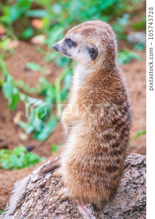Meerkat, Suricata suricatta, on hind legs. Portrait of meerkat standing on hind legs with alert expression. Portrait of a funny meerkat sitting on its hind legs. 105743728