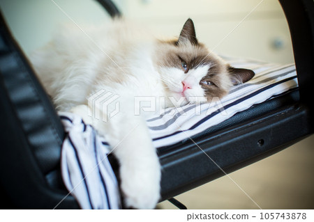 Young beautiful purebred Ragdoll cat at home 105743878