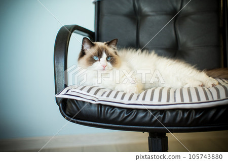 Young beautiful purebred Ragdoll cat at home 105743880