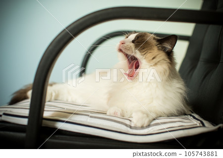 Young beautiful purebred Ragdoll cat at home 105743881