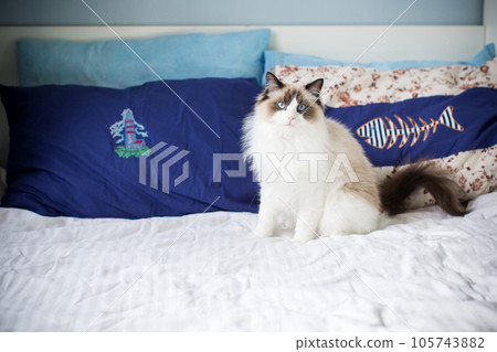 Young beautiful purebred Ragdoll cat at home 105743882