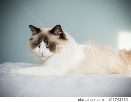 Young beautiful purebred Ragdoll cat at home Young beautiful purebred Ragdoll cat at home 105743883
