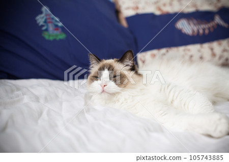 Young beautiful purebred Ragdoll cat at home 105743885