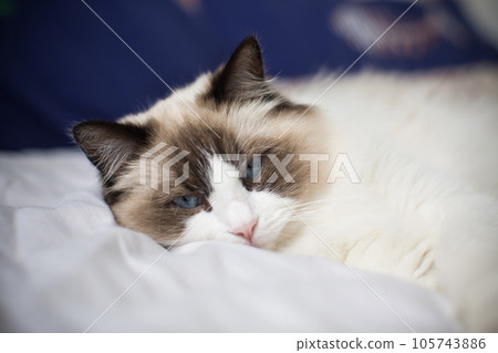 Young beautiful purebred Ragdoll cat at home 105743886