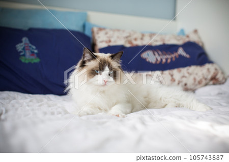 Young beautiful purebred Ragdoll cat at home Young beautiful purebred Ragdoll cat at home 105743887