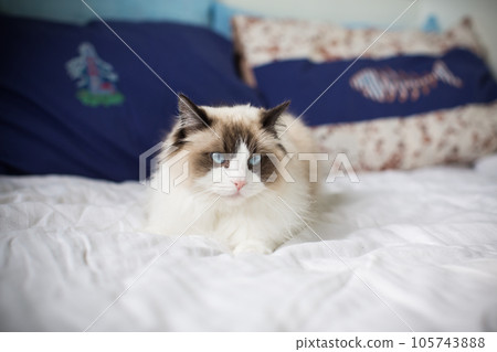 Young beautiful purebred Ragdoll cat at home 105743888