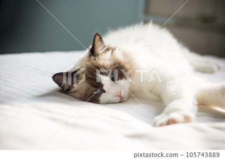 Young beautiful purebred Ragdoll cat at home 105743889