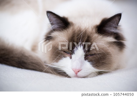 Young beautiful purebred Ragdoll cat at home 105744050