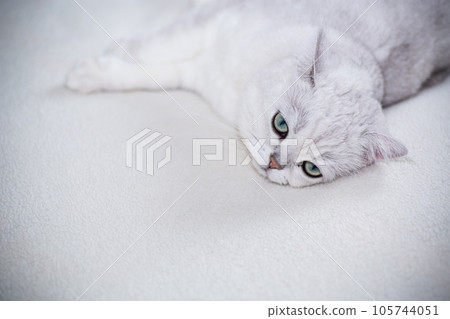 adult cat breed Scottish chinchilla with straight ears, sleeps 105744051
