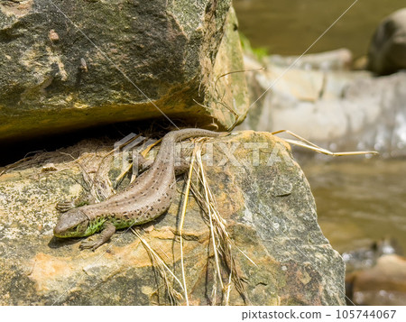 A lizard basks in the sun on a rock near a mountain river close-up A lizard basks in the sun on a rock near a mountain river close-up 105744067