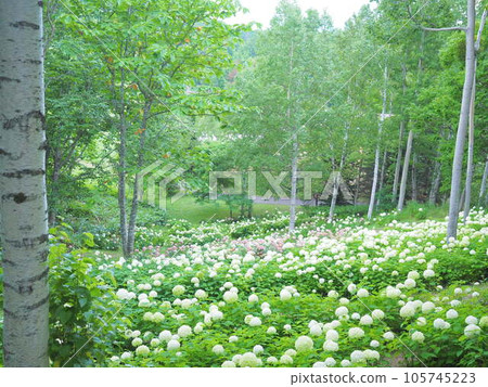 White Annabelle in Takino Suzuran Hillside National Park White Annabelle in Takino Suzuran Hillside National Park 105745223