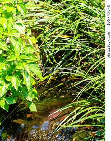 Refreshing scenery in summer A pure stream flowing from a spring 105745349