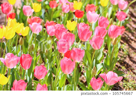 鬱金香花 鬱金香花 105745667