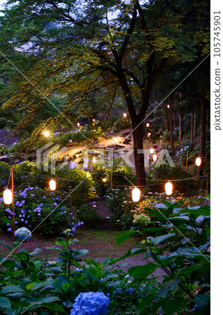 Illuminated hydrangea park illuminated by streetlights 105745901
