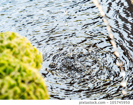 Background material Cool scenery of summer Refreshing water droplets that create ripples in a water bowl Background material Cool scenery of summer Refreshing water droplets that create ripples in a water bowl 105745950