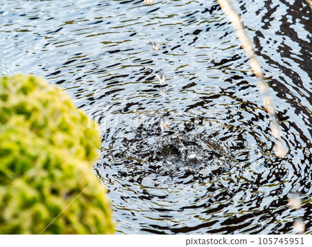 Background material Cool scenery of summer Refreshing water droplets that create ripples in a water bowl Background material Cool scenery of summer Refreshing water droplets that create ripples in a water bowl 105745951