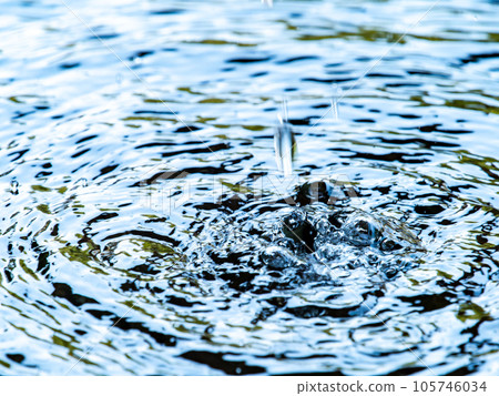 Background material Cool scenery of summer Refreshing water droplets that create ripples in a water bowl Background material Cool scenery of summer Refreshing water droplets that create ripples in a water bowl 105746034