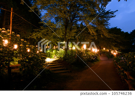 繡球花公園夜景 105746236