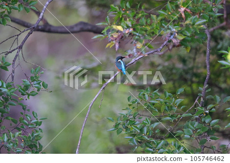 A kingfisher aiming at fish 105746462