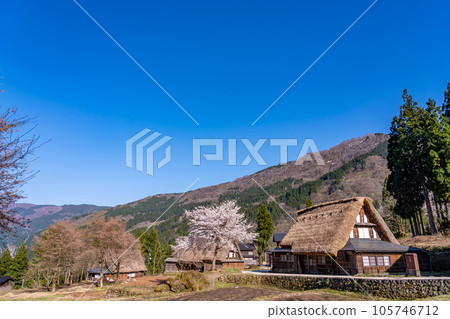 富山縣五箇山市相倉合掌村春天櫻花盛開 富山縣五箇山市相倉合掌村春天櫻花盛開 105746712