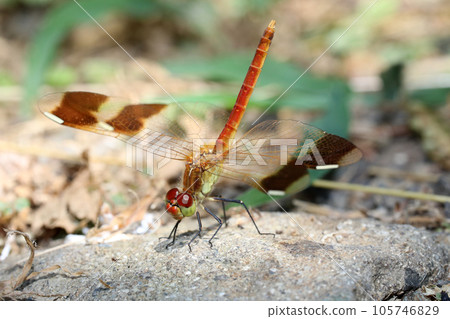 Miyama Macane Miyama Macane 105746829