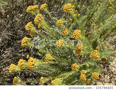 Golden Coulter Bush (lat.- Hymenolepis crithmifolia) 105746885