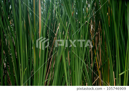 Typha latifolia (broadleaf cattail, bulrush) Typha latifolia (broadleaf cattail, bulrush) 105746909
