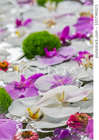 Otaru Sumiyoshi Shrine Flower Purification 105746923