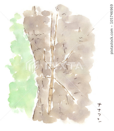 Watercolor illustration of a stick insect (stick insect) 105746969
