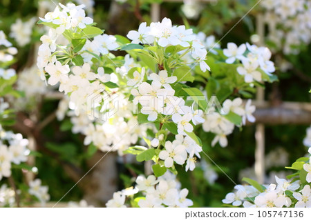Hymelingo花 Hymelingo花 105747136