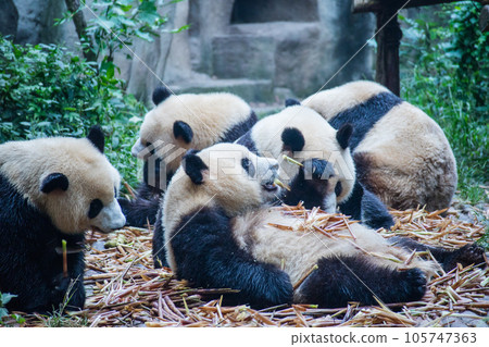 Giant Panda (China - Chengdu Okuma School Breeding Research Base) 105747363