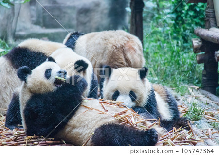 大熊貓(中國 - 成都大學學校育種研究基地) 大熊貓(中國 - 成都大學學校育種研究基地) 105747364