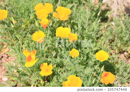 罌粟花 罌粟花 105747448